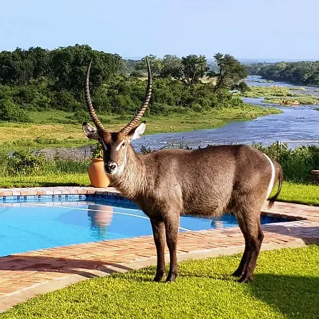 Kruger View Tree House Villa Marloth Park Exterior photo