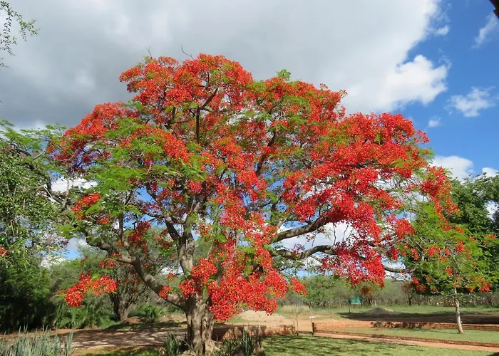 Kruger View Tree House