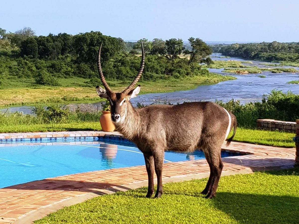 Kruger View Tree House *