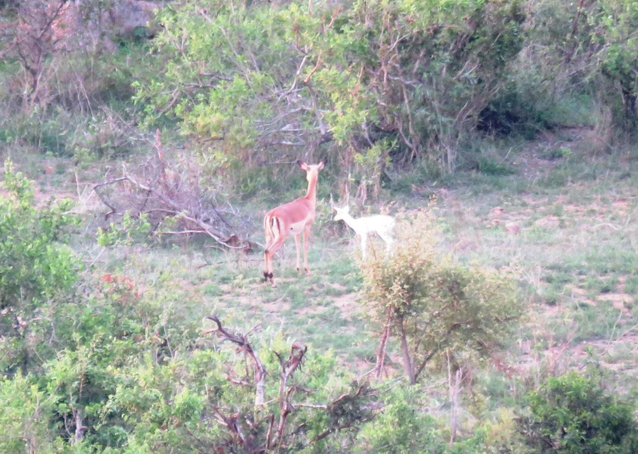 Kruger View Tree House * Marloth Park