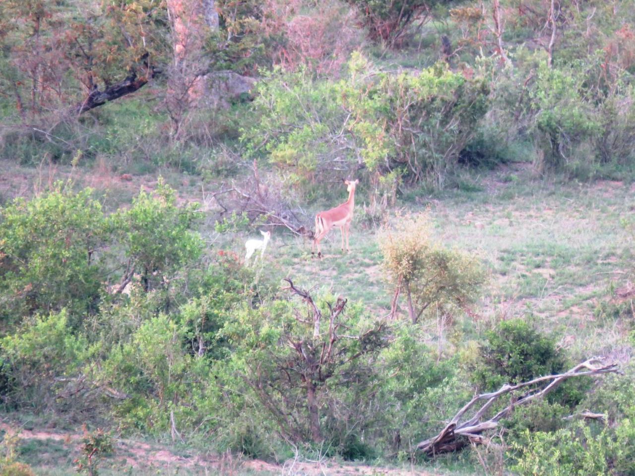 Kruger View Tree House * Marloth Park